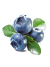 myrtille myrtille