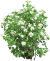 arbuste arbuste
