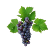 vigne vigne