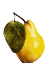 cognassier cognassier