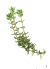 phytosanitaire phytosanitaire
