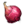oignons oignons