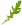 roquette roquette